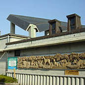 井波彫刻総合会館　大屋根